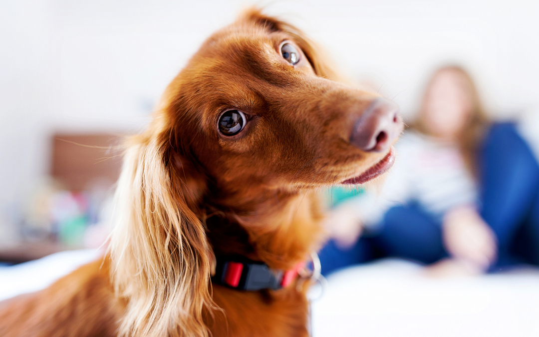 5 mitos sobre a castração de cães e gatos