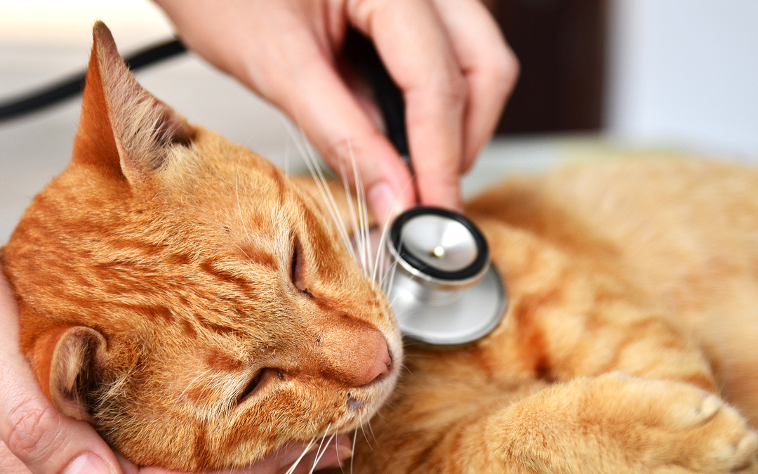 Como saber se meu pet requer cuidados veterinários