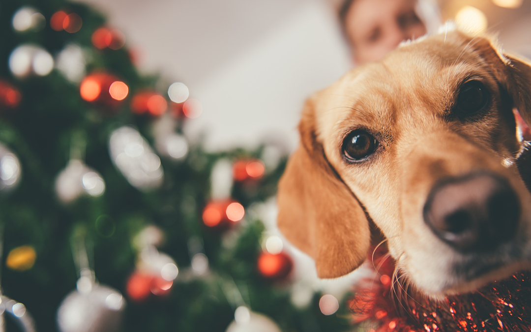 Cães e gatos são bons presentes de Natal?