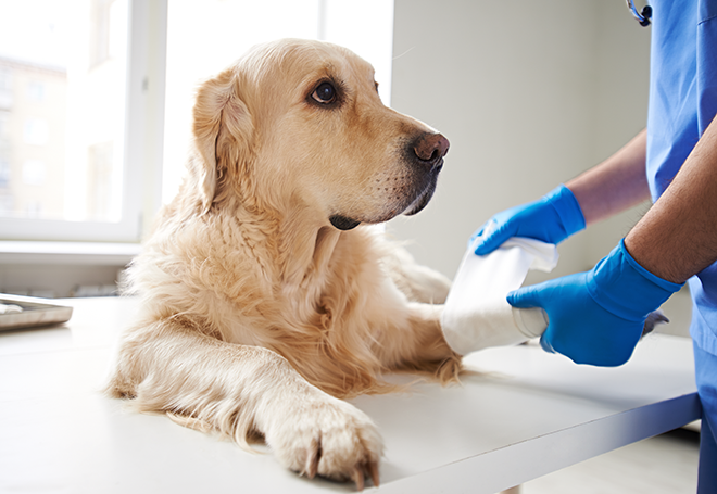 Cirurgia veterinária: os cuidados pré e pós-operatórios para o seu pet