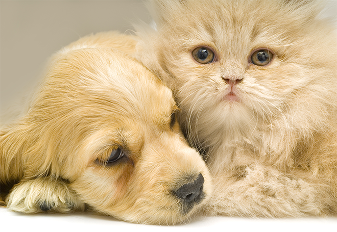 Castração em cães e gatos: saiba tudo sobre esse procedimento