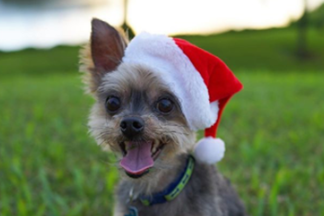 16 cachorros que estão mais ansiosos pelo Natal do que você!