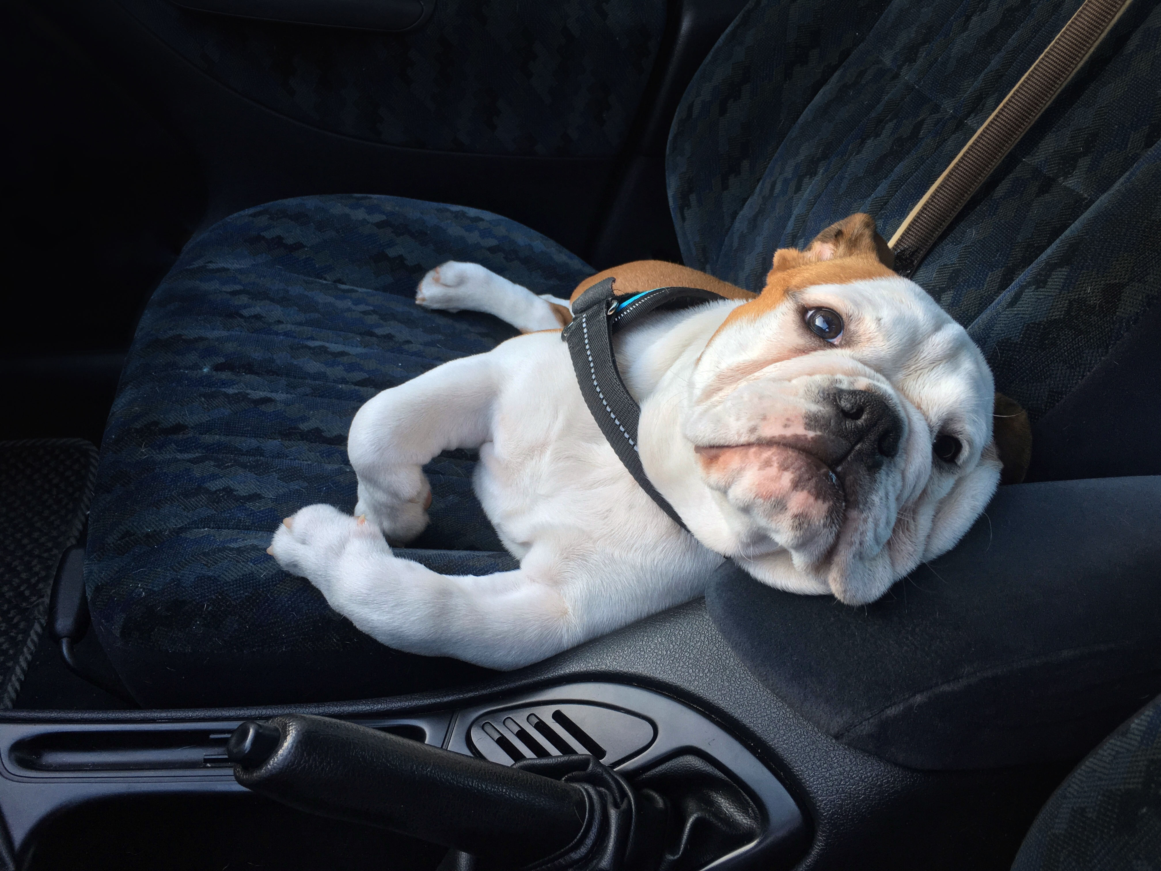 bulldog as a funny comfortable car passenger