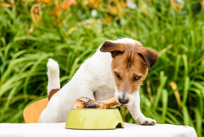 domestic-dog-sniffing-meat-bone-in-canine-bowl-standing-on-table-picture-id854647304