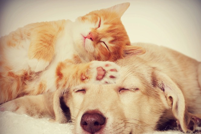 Instapet: 10 perfis de pets brasileiros no Instagram