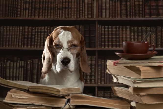 10 livros que todo amante de cachorros vai amar