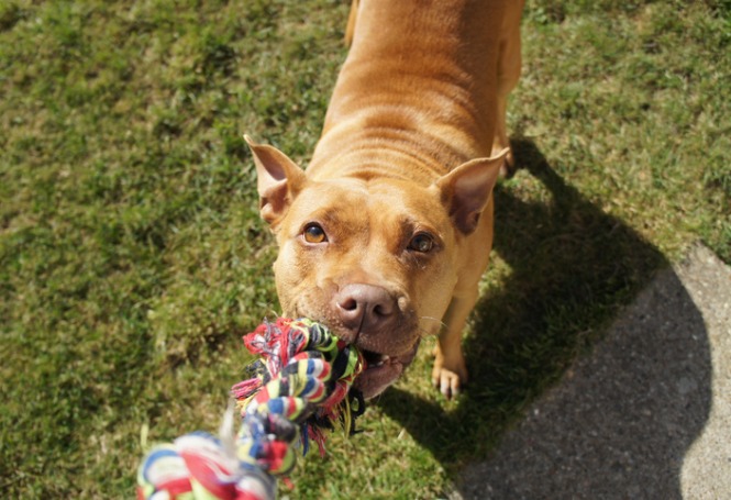 pitbull-dog-with-rope-toy-picture-id1065787086