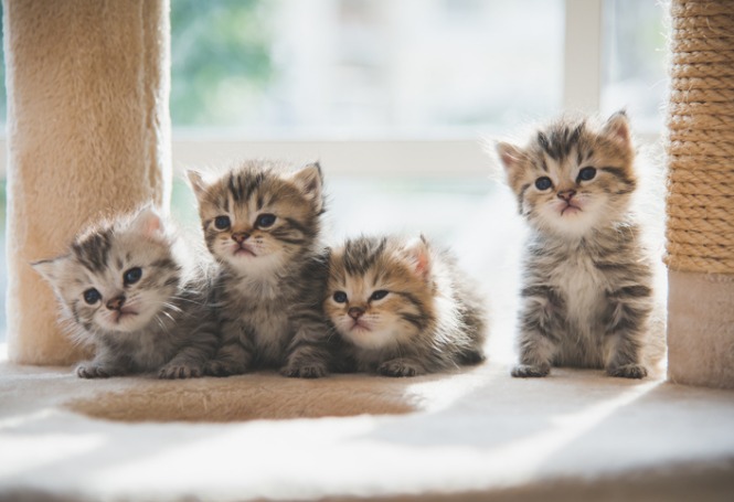 Gato chama atenção ao nascer com duas cabeças