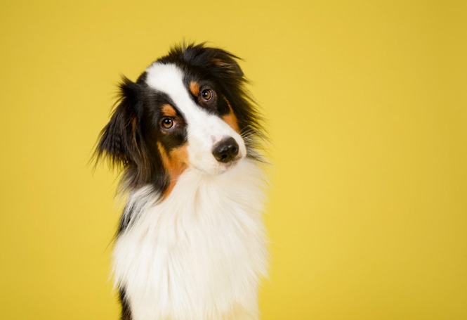 Leishmaniose canina: saiba como prevenir