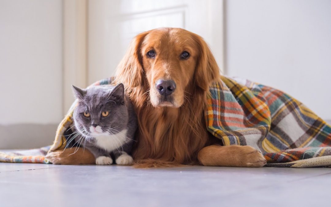 ATENÇÃO: cães e gatos precisam de cuidados especiais no inverno