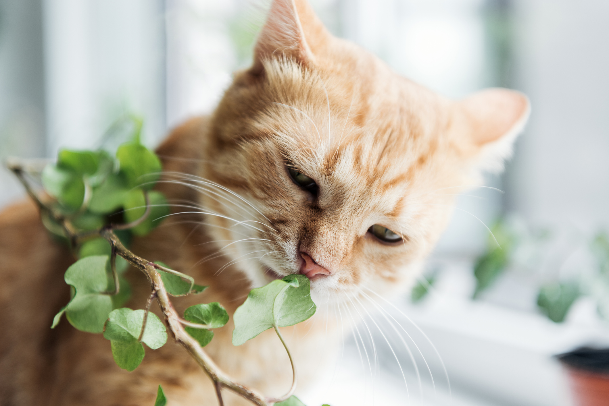 close-up view of cute red cat eating green houseplant