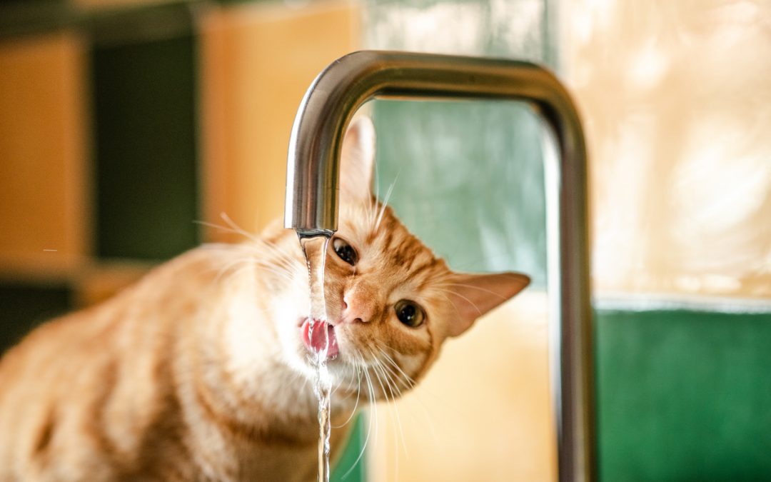 Inflamações urinárias em gatos: saiba como cuidar do seu bichano