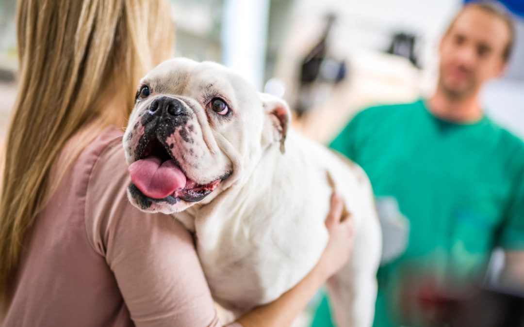 Displasia coxofemoral canina: preste atenção no seu pet