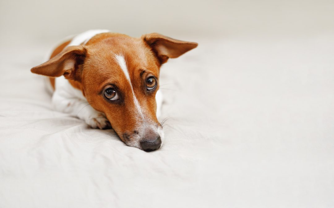 Proteja o seu pet contra a pancreatite canina