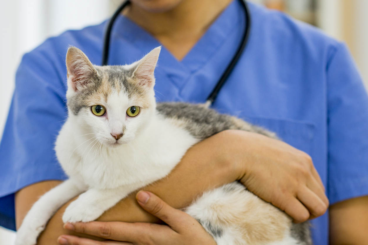 Catелка мачка со жолти очи ја држи ветеринар во клиника.