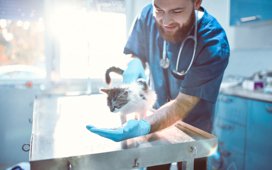 Equipamentos veterinários: mais cuidado e eficácia no tratamento dos pets