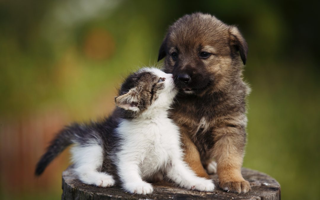 Cuidados com filhotes: dicas para tutores de pets recém chegados