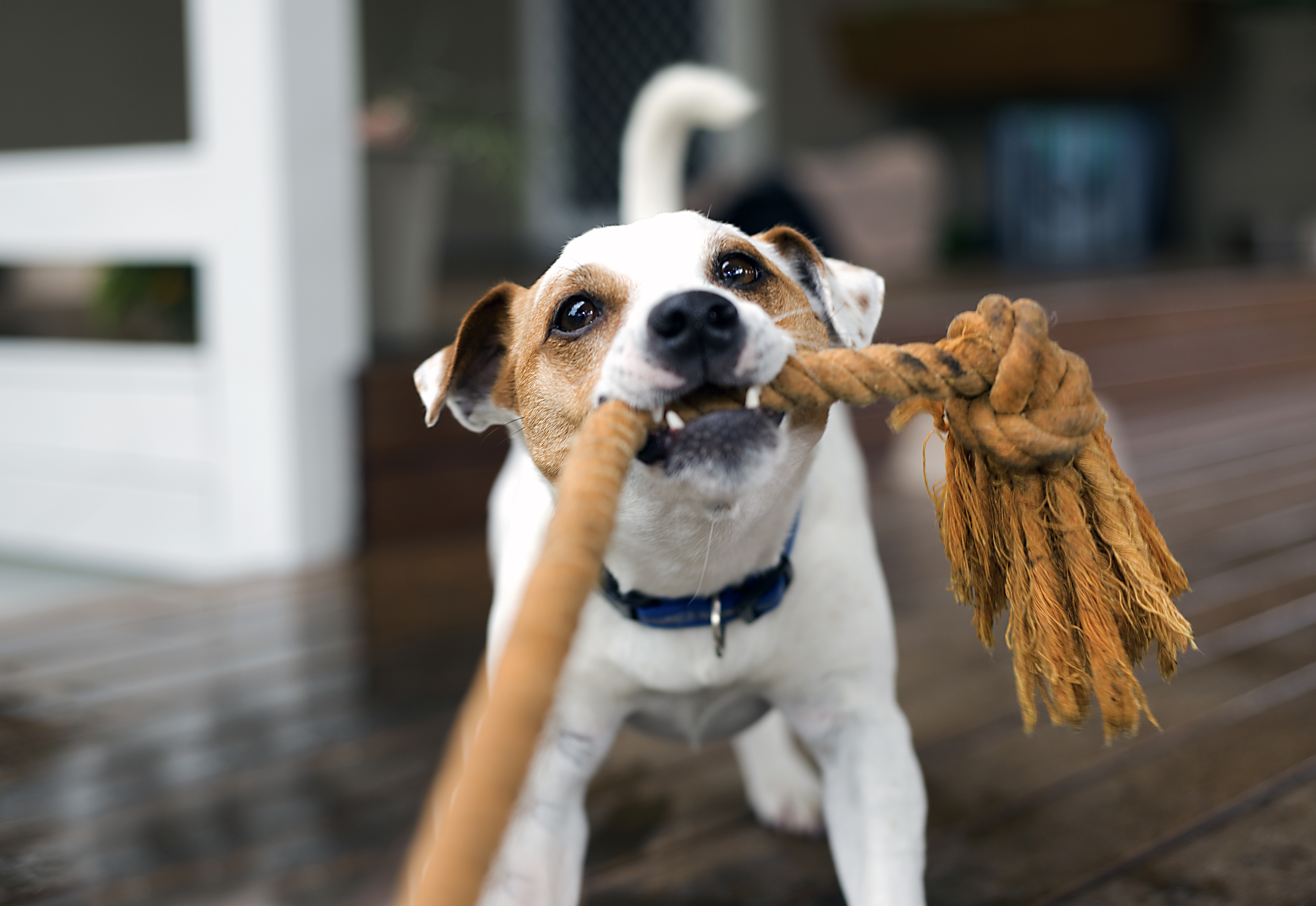 Фокс-териерско куче го влече јажето играјќи