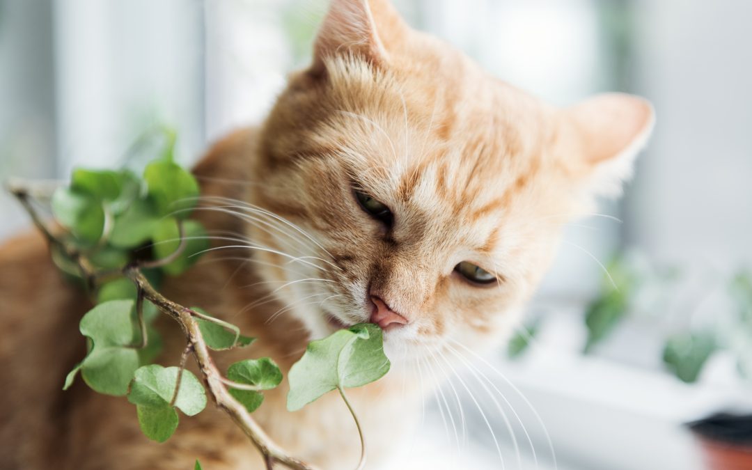 9 plantas perigosas para cães e gatos