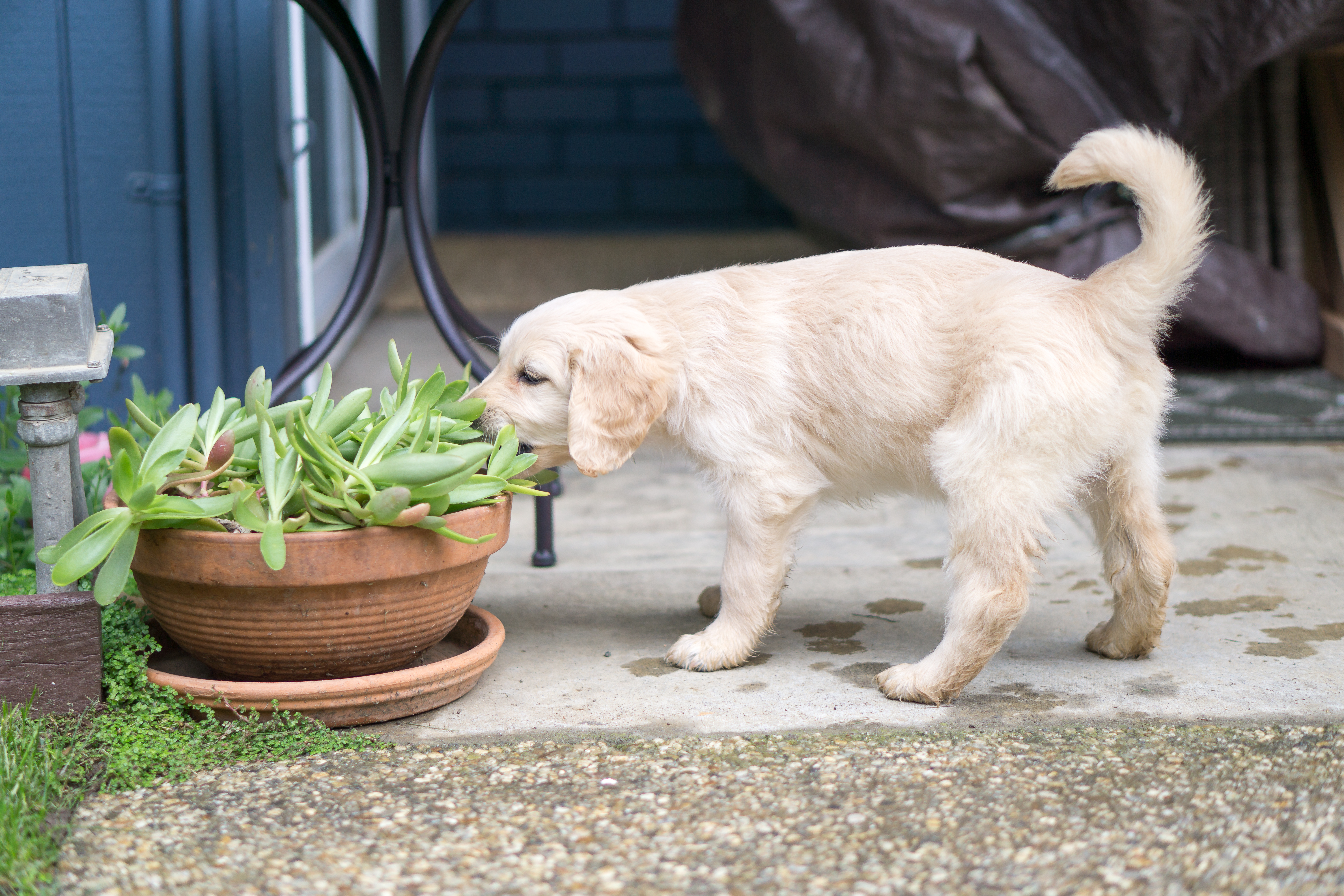 Side view of little lovely puppy of Golden Retriever standing in yard and eating green plant in pot
