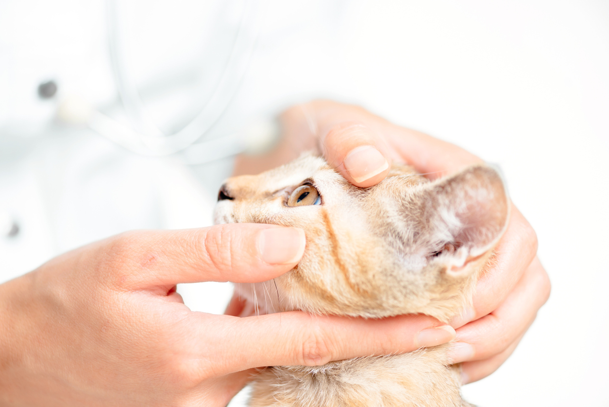 Unrecognizable doctor veterinarian examining eye of kitten, close-up.