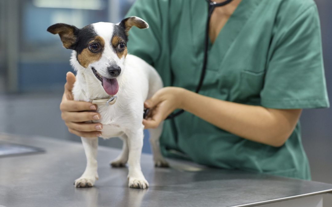 Câncer em cães: conheça os tipos mais comuns, suas causas e tratamentos