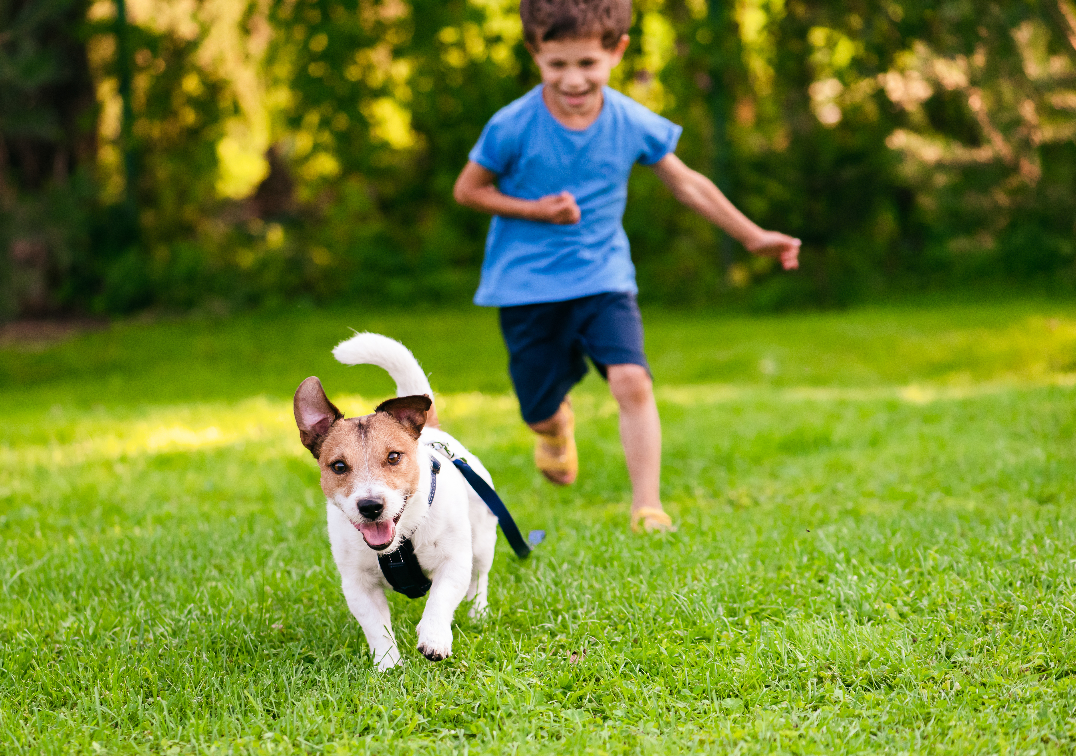 A boy chasing his Jack Russell Terrier dog