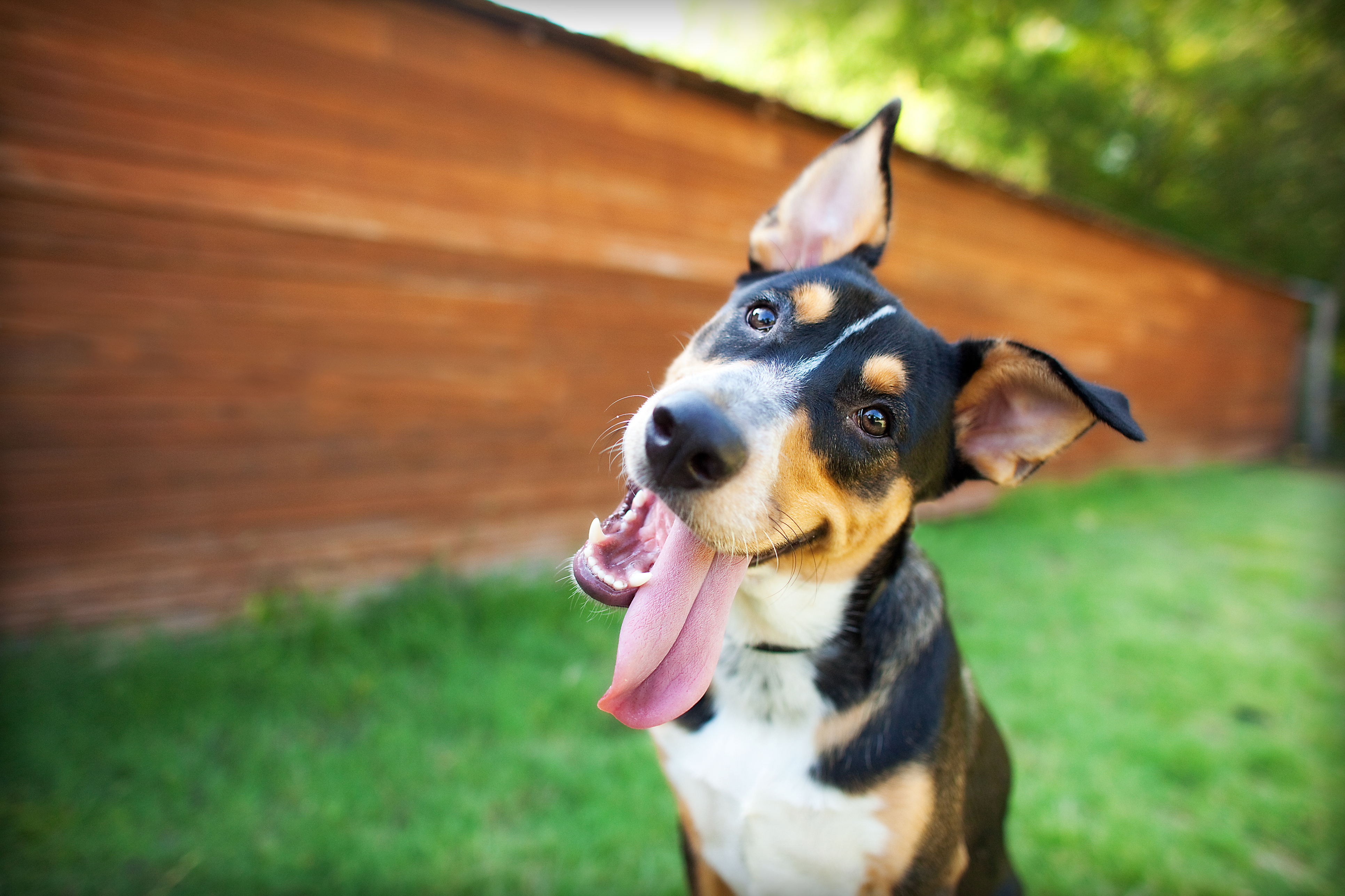 Curious and Happy Tricolor Dog with Tongue out