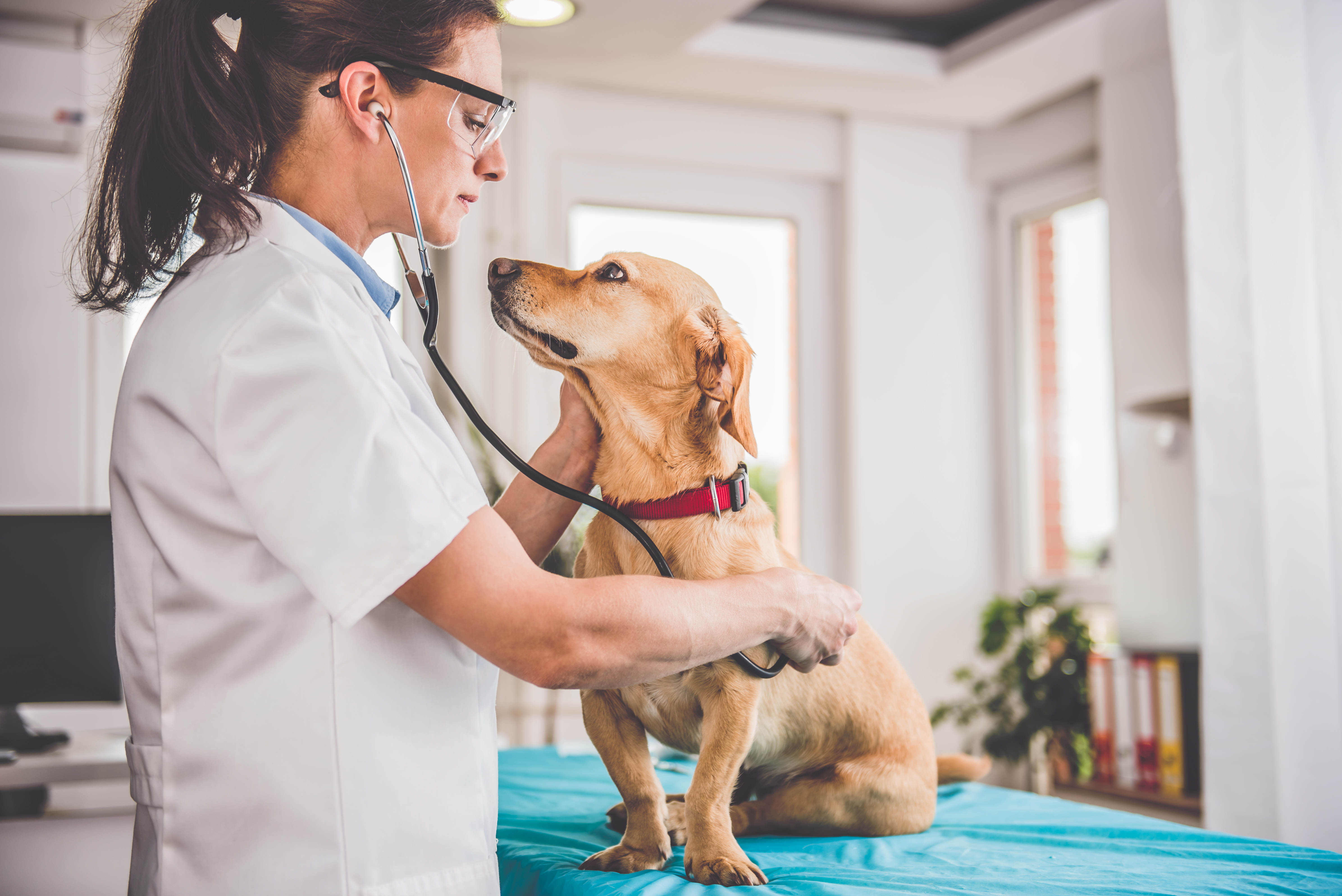 Hemodiálise em cães: conheça o novo serviço do Hospital Vet Plus