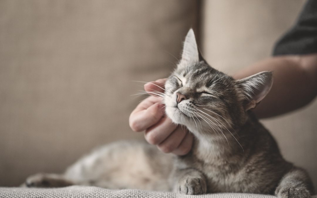 FELV: saiba como proteger seu gato da leucemia felina