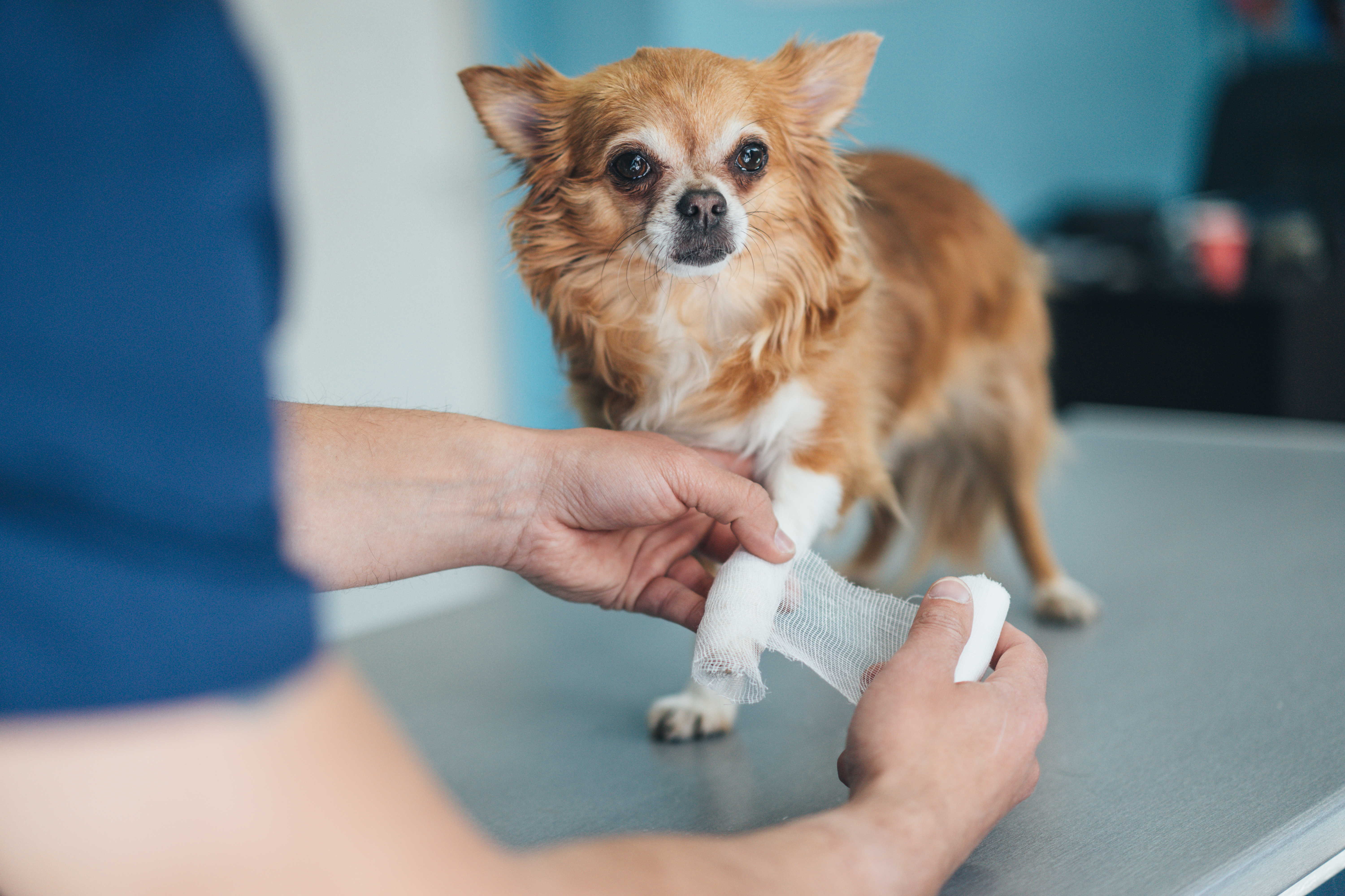 Vet wrapping bandage around a Chihuahua's injured leg