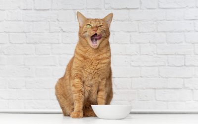Conheça os alimentos que o seu gato pode e não pode comer
