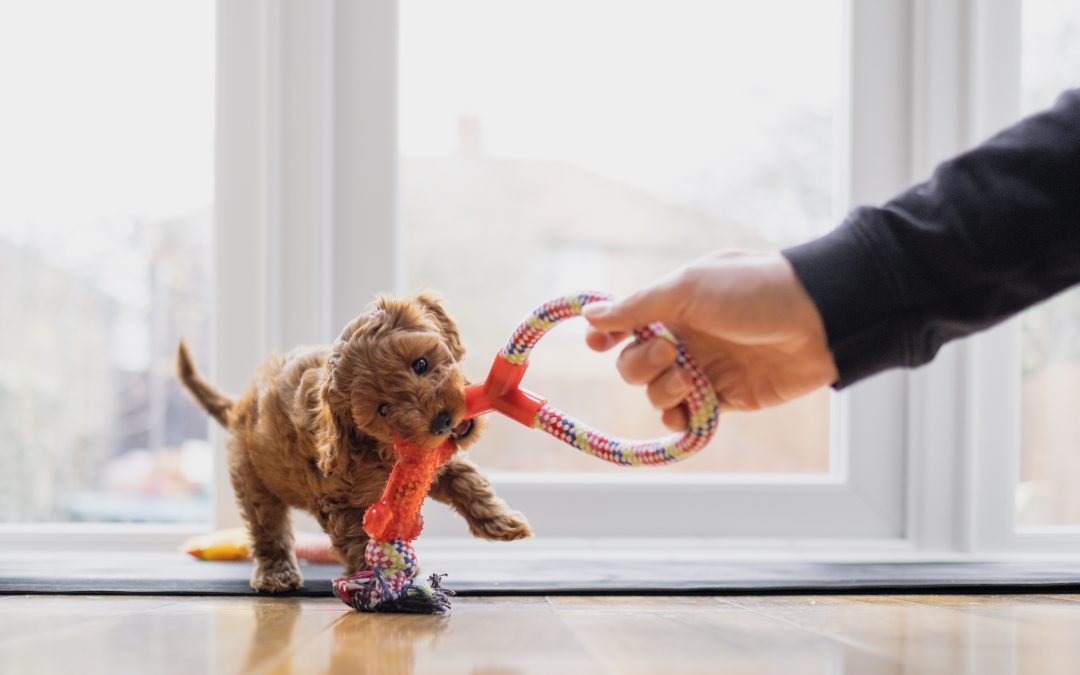 5 tipos de brinquedos interativos e estimulantes para cães