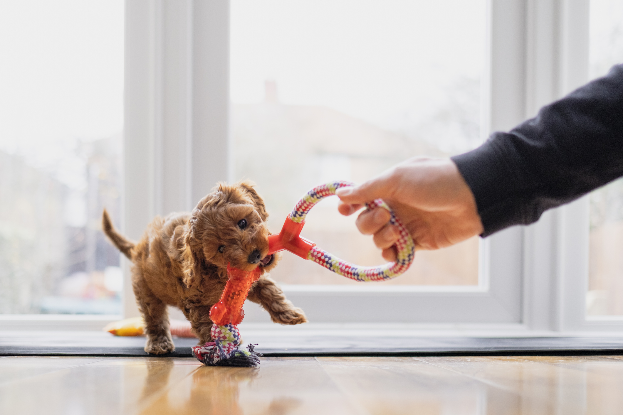 Compra online de Jogo interativo para cães, brinquedos para gatos