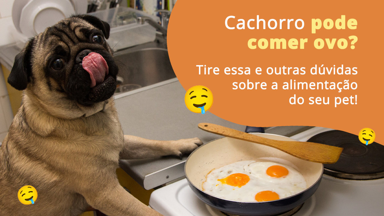 Cachorro pode comer fígado de galinha? Veja aqui