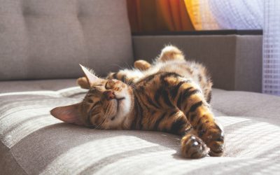 8 curiosidades sobre o comportamento dos gatos que talvez você não saiba!
