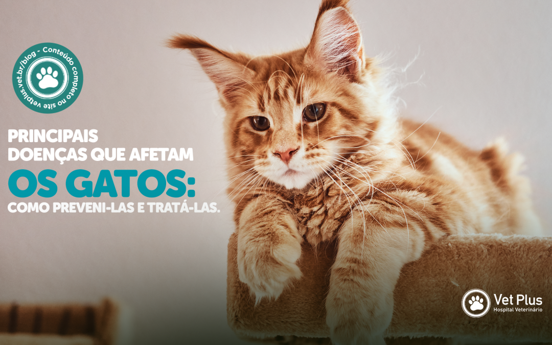 Principais doenças que afetam os gatos: como preveni-las e tratá-las