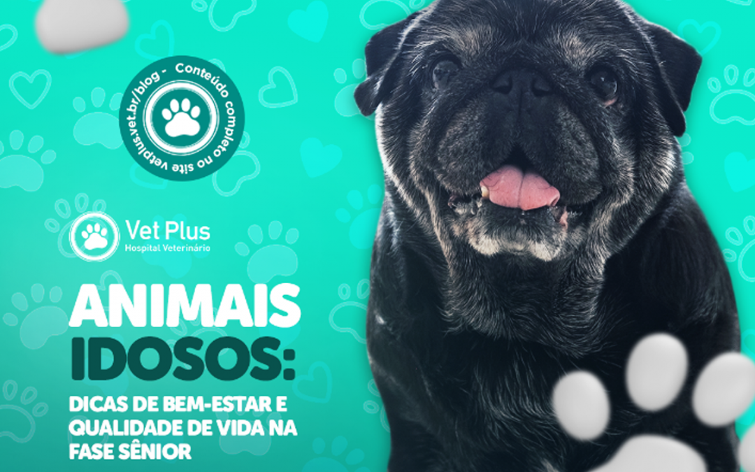 Animais idosos: dicas de bem-estar e qualidade de vida na fase sênior