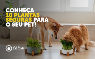 Conheça 10 Plantas Seguras Para o Seu Pet!