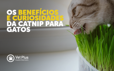 Catnip: Os Benefícios e Curiosidades do Catnip para Gatos