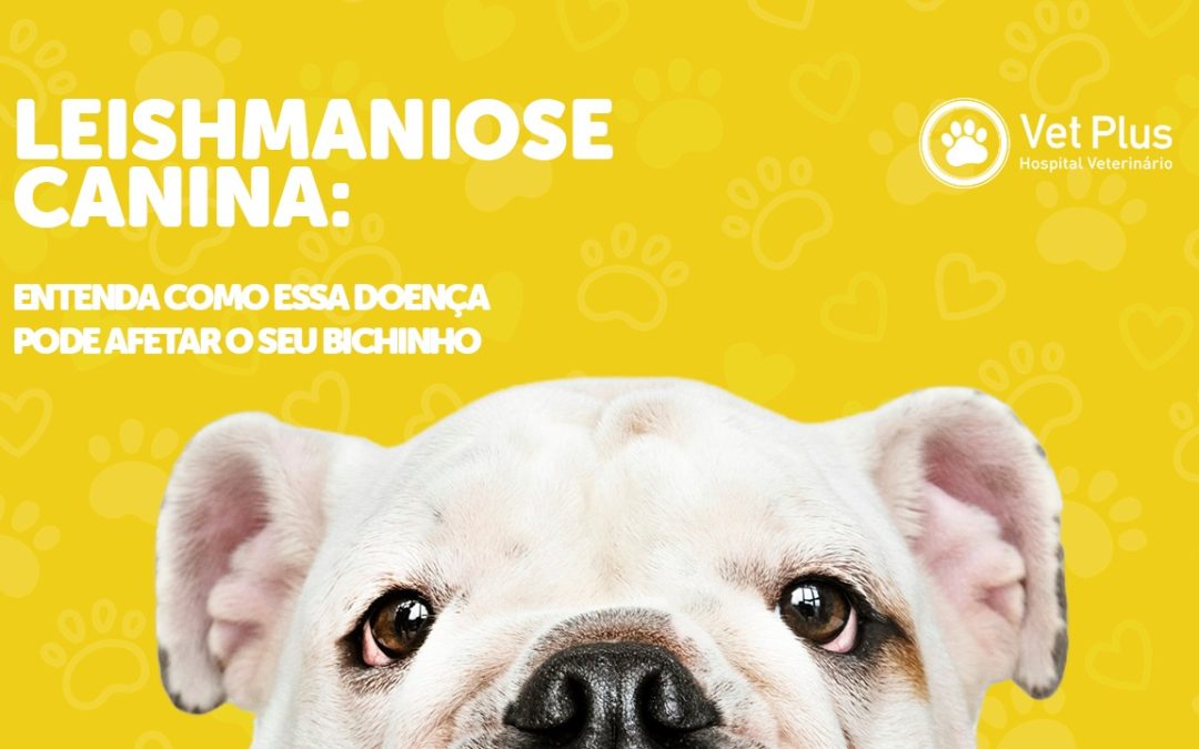 Leishmaniose Canina: entenda como essa doença pode afetar o seu bichinho