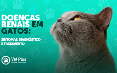 Doenças Renais em Gatos: Sintomas, Diagnóstico e Tratamento