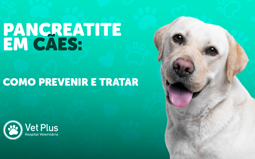 Pancreatite em cães: sintomas, diagnóstico e opções de tratamento
