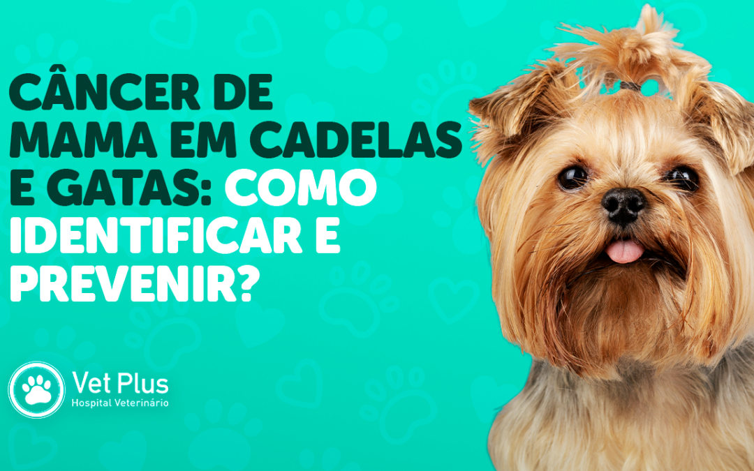 Câncer de mama em cadelas e gatas: como identificar e prevenir?