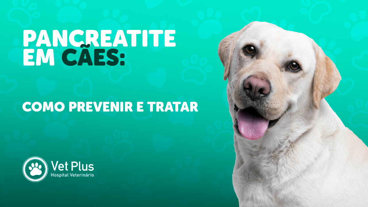Pancreatite em cães: sintomas, diagnóstico e opções de tratamento - Vet ...