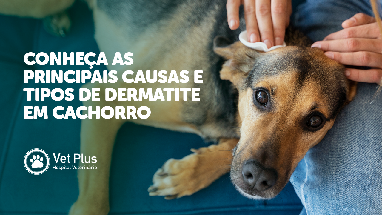 Dermatite em cachorro: causas, sintomas e tratamentos