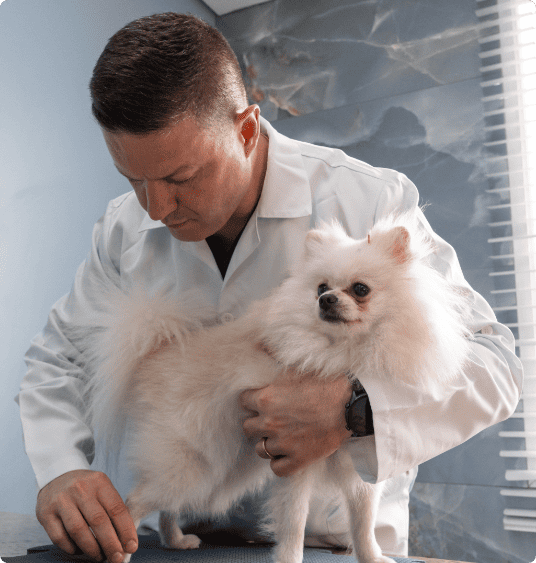 Exame de pet veterinário | Vet Plus